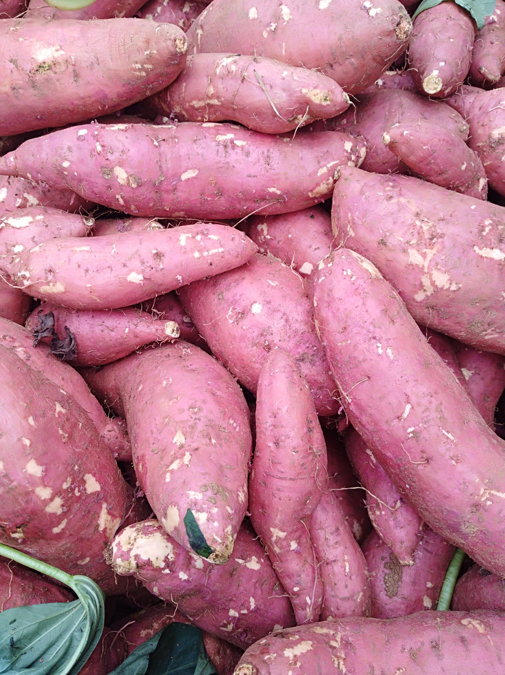 短蔓红薯品种徐薯32图片