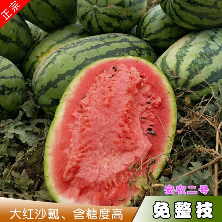 安农二号西瓜种子原新优26号免整枝大红沙瓤皮薄花皮长椭圆高