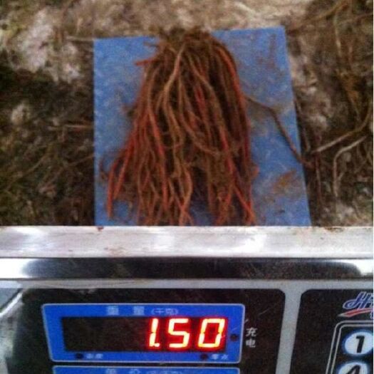 贞丰县 公司专业从事丹参育苗种植加工销售