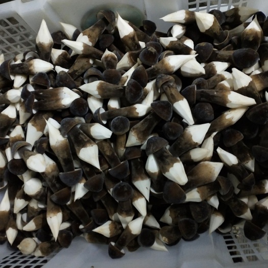 盱眙县鸡枞菌 鲜鸡枞菌