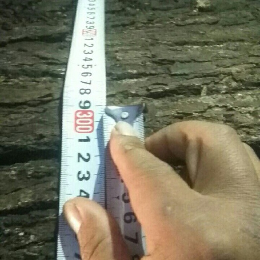 融安县骨架香樟