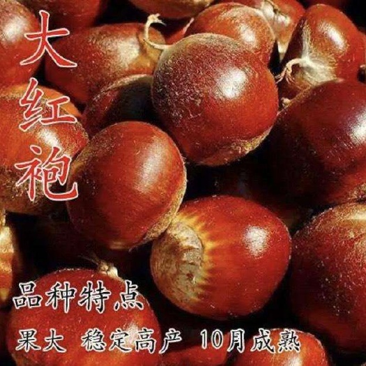 平邑县 大红袍板栗苗，结果早，丰产，抗旱
