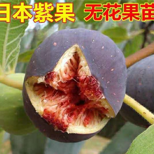 平邑县日本紫果无花果苗 优质树苗，当年结果全国包邮送生根粉，可带果发货