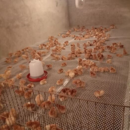 周至县脱温红羽380鸡苗 380脱温鸡，网床平养