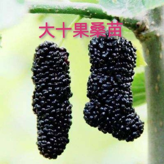 平邑县 无籽大十果桑苗，苗圃直供，保证品种，保证成活，死苗补发