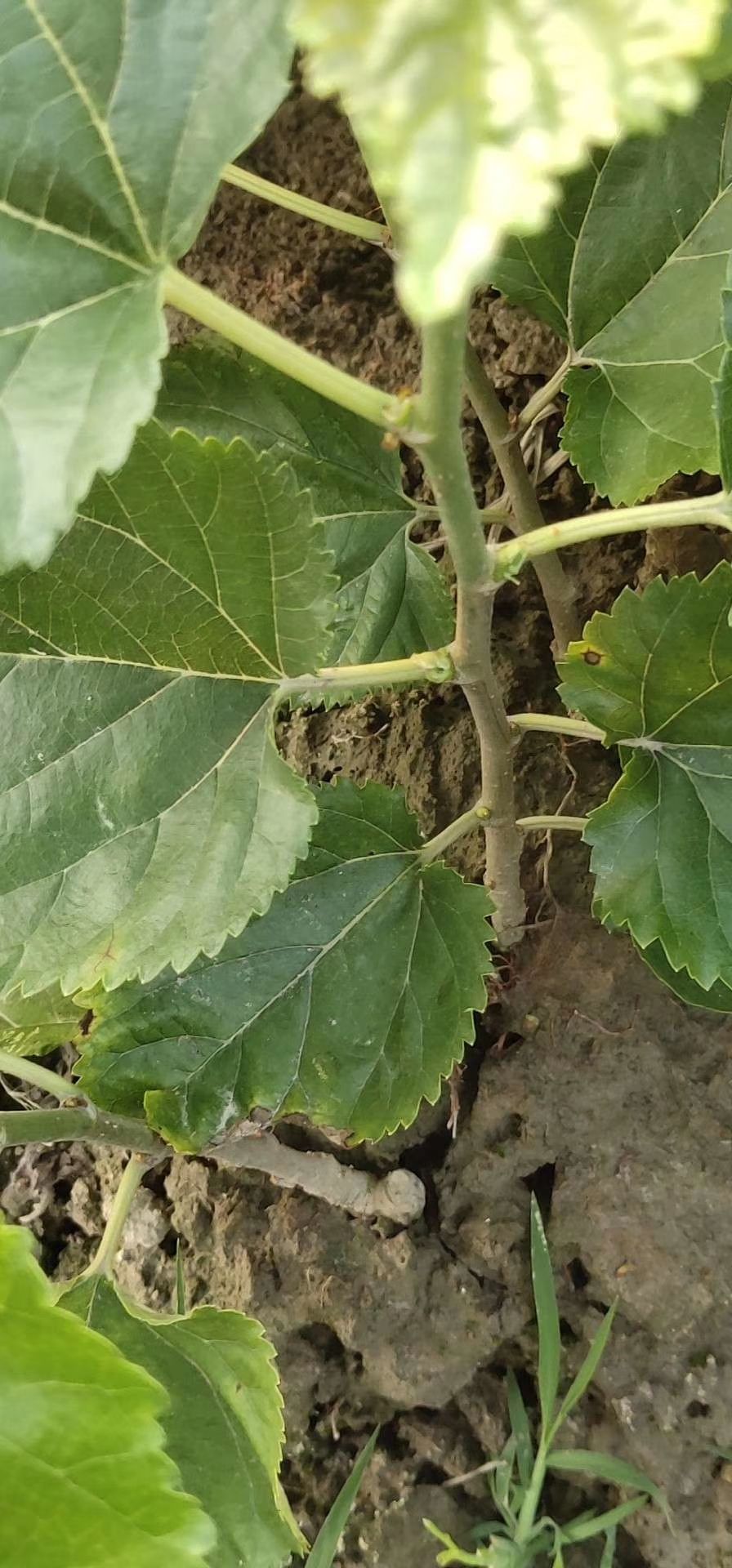 果桑苗 长果桑，黑珍珠，四季桑