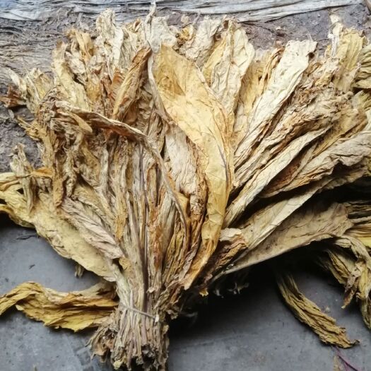 遵义夏枯草 甘枯草