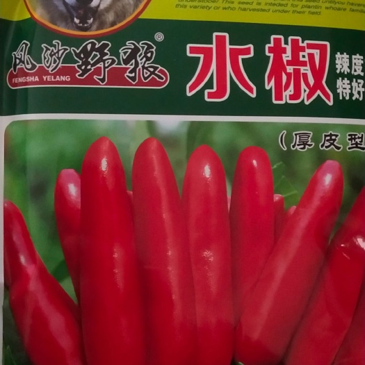 鱼台县三樱椒种子 精品朝天椒