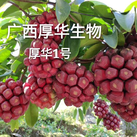 龙胜县粉红黑老虎苗  真正专业选育品种——厚华1号   好品种才能助您成功！