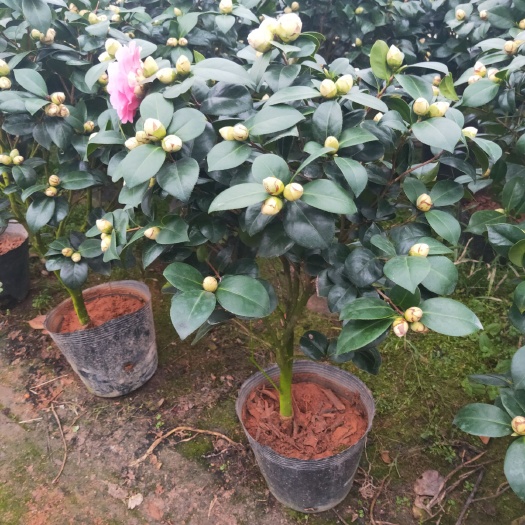 漳平市七仙女茶花