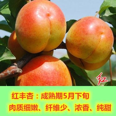 平邑县 正宗嫁接红丰杏树苗 甜杏树苗 基地直销现挖现发 包邮运费