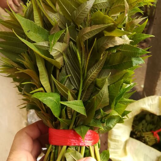 新泰市 大棚刚上市新鲜香椿芽，芽嫩新鲜，本地最好的香椿芽