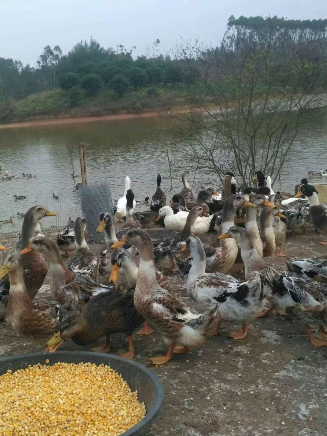 杂交鸭苗 杂交鸭  麻鸭 桂柳鸭 狮头鹅 马岗鹅
