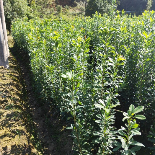 靖州县东魁杨梅树苗 我这里有大量嫁接杨梅苗正在上市，欢迎有需要的老板前来考察选购