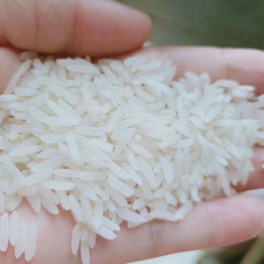 松桃县缅甸大米 一等品 中稻 籼米