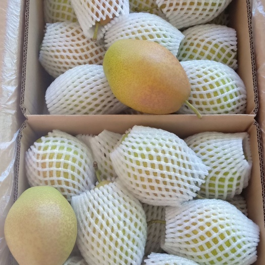 赵县精品香梨大量有货，需要的联系了