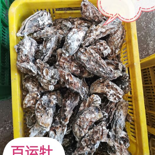 乳山市 百运牡蛎