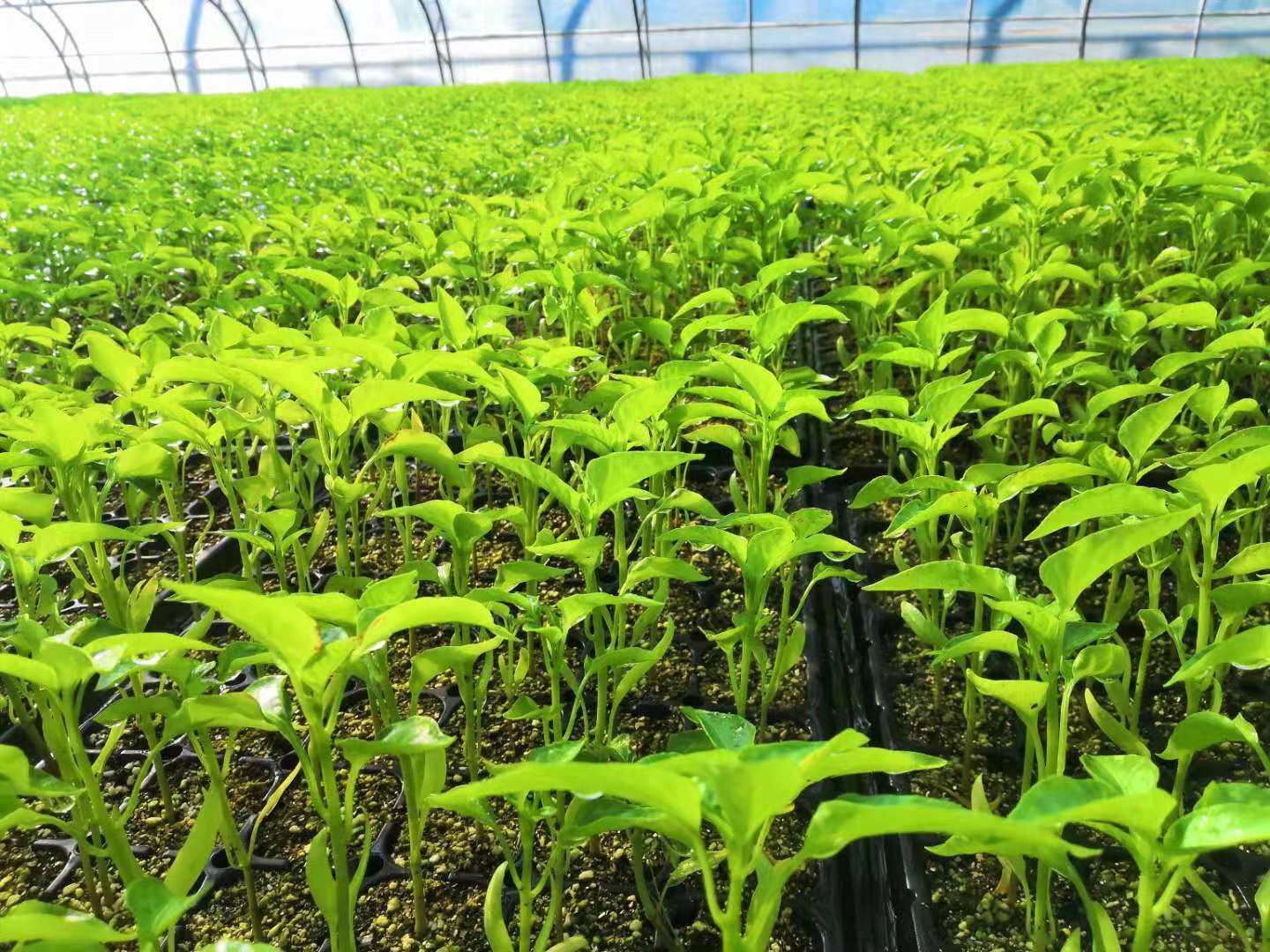 青椒苗 优质乐都长椒苗