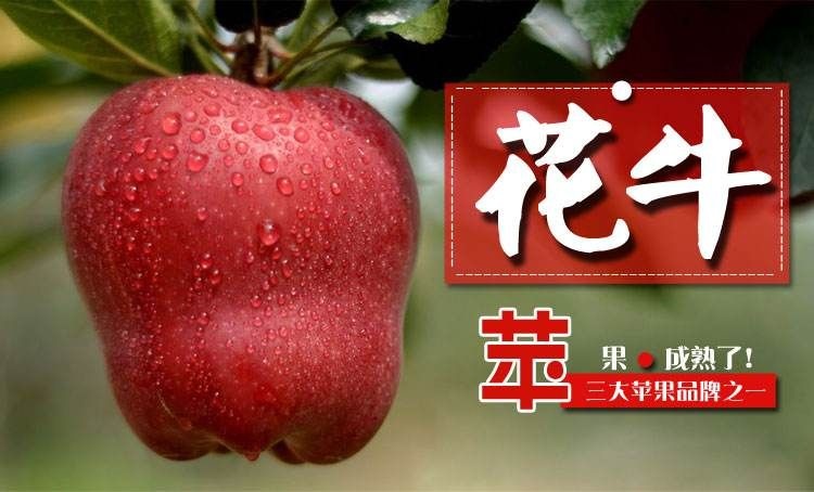 平邑县花牛苹果树苗 1~1.5米