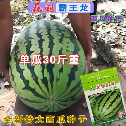 樟树市 正品花魁霸王龙高产抗病西瓜种子大果抗旱抗病强瓤大红爽口甜脆