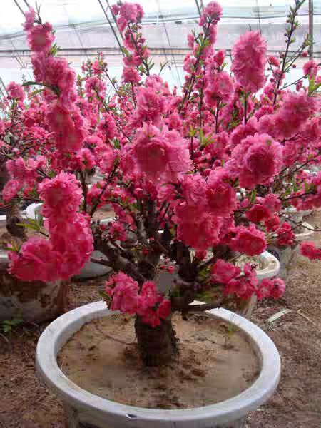 平邑县红花寿星桃树苗 重瓣寿星桃观赏桃花盆景树自家种植现挖现发包成活