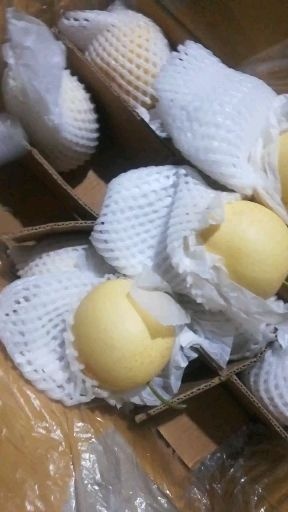 赵县皇冠梨  各种梨子大量有货