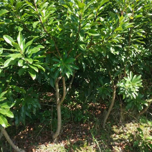 衡阳县荸荠杨梅种苗 东魁杨梅，荸荠杨梅大小苗，基地直供