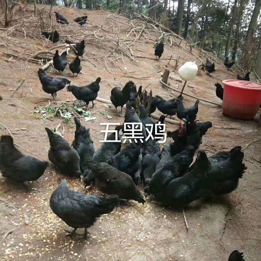 广州五黑一绿鸡苗 五黑一绿壳蛋鸡