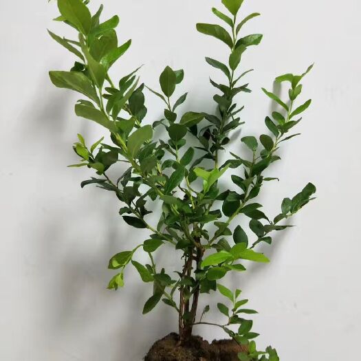 平邑县 蓝莓苗
