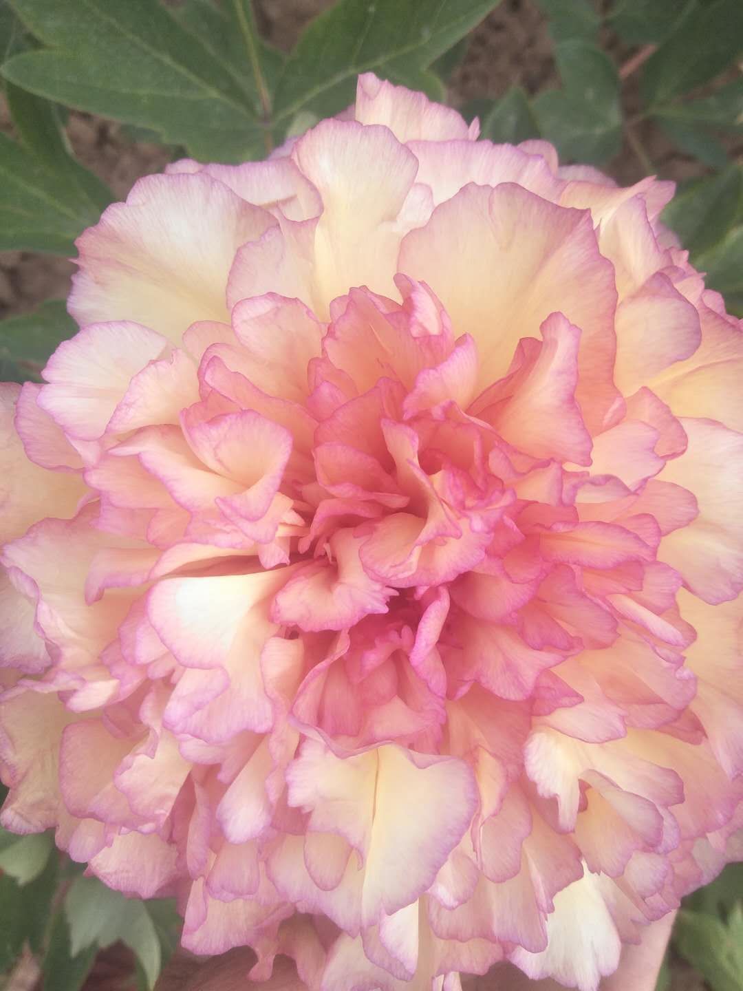 观赏牡丹 菏泽花农自产自销正宗菏泽、芍药，品种保证，假一赔万！