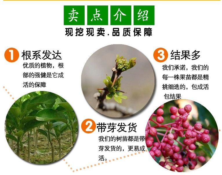 大红袍花椒苗 产地直销 现挖现发品种品质保证 服务更有保障