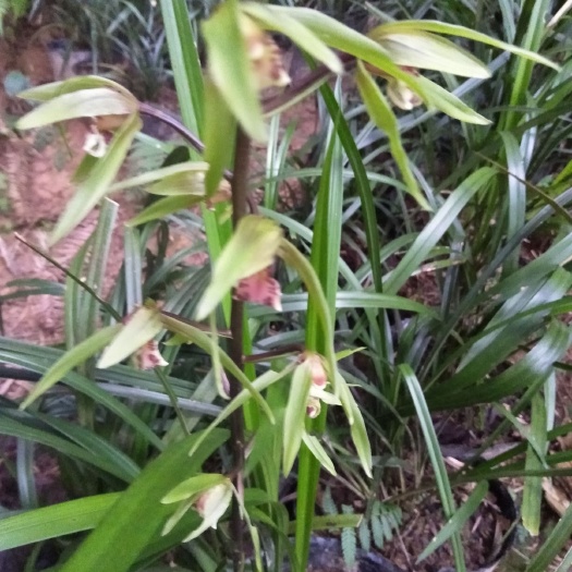 通道县浓香型寒兰，芳香四溢，品种纯正，喜欢的赶快下手