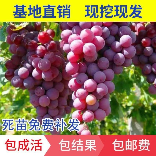 平邑县 .葡萄苗阳光玫瑰葡萄树苗爬藤盆栽地栽无籽葡萄树苗