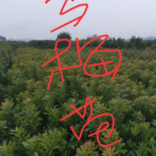 靖州县东魁杨梅树苗 嫁接乌梅，东魁，台梅杯苗