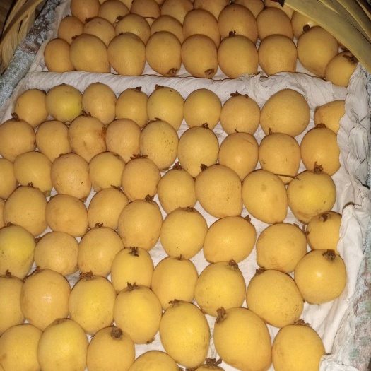 米易县原生枇杷 枇耙早期