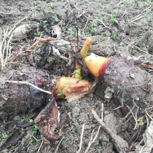 龙胜县 绿色无污染荔浦芋头新鲜出地