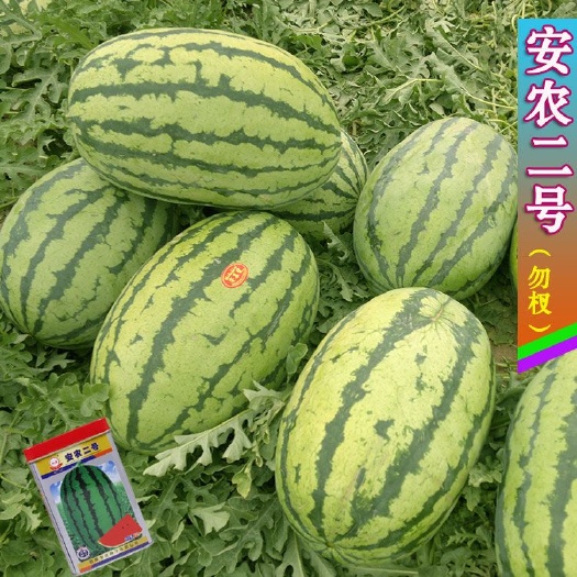樟树市安农二号西瓜种子原新优26号免整枝大红沙瓤皮薄花皮长椭圆高
