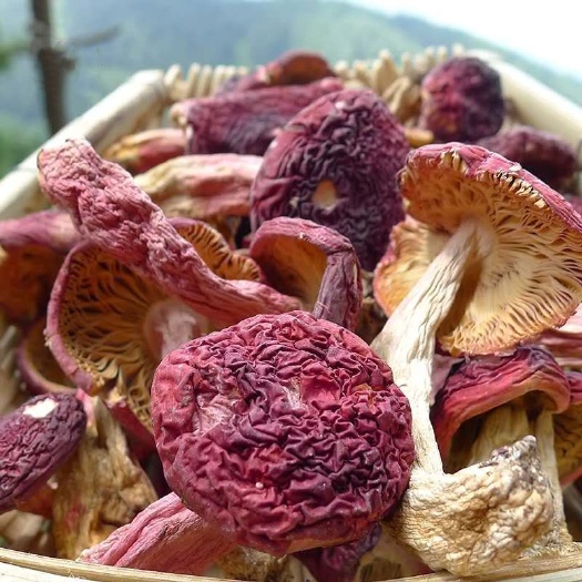 南漳縣湖北紅菇新貨|斤1代，精選包郵