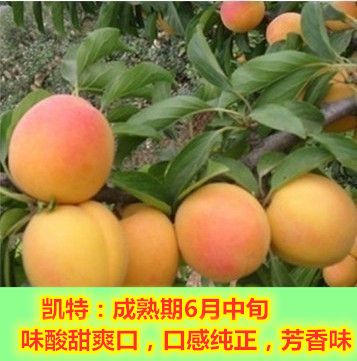  凯特杏树苗 杏树 杏苗 果树苗 包邮包成活基地现挖现发
