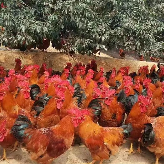 蒲江县 良凤花鸡苗供应，快大型良凤花鸡苗批发价格 纯种良凤花鸡苗