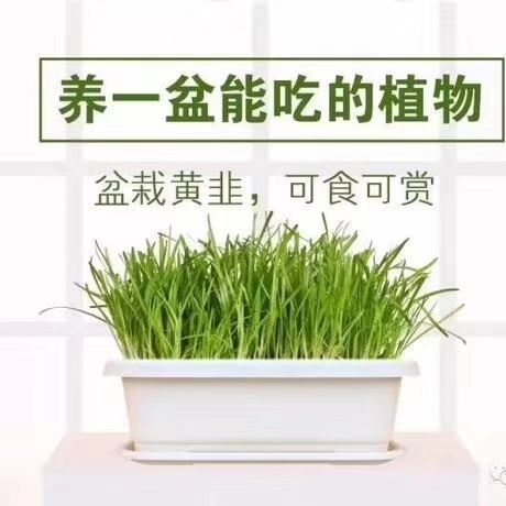 韭黄盆景 头茬 20~30cm