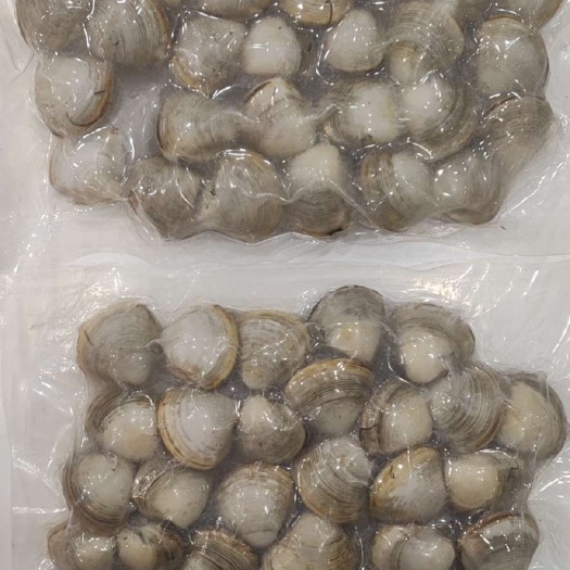 东港市白蚬子 白蚬