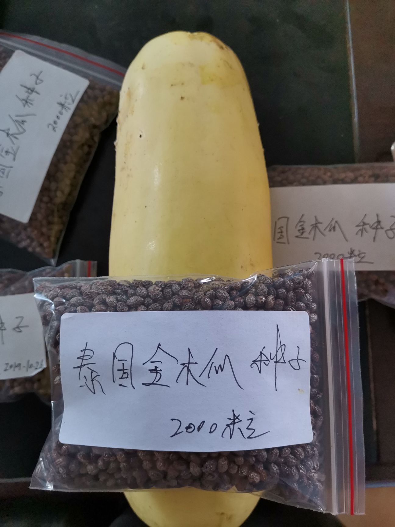 灵山县泰国黄金木瓜种子  黄金木瓜苗  木瓜树苗