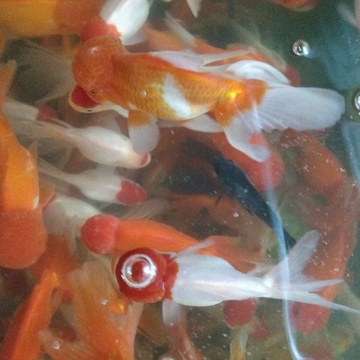 临沂鹅头红金鱼