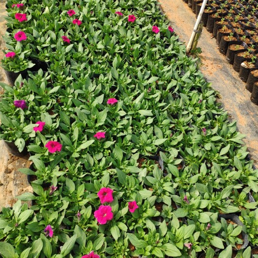 河池 时令草花 各种菊花 孔雀草 石竹花 天竺葵 一串红 矮牵牛