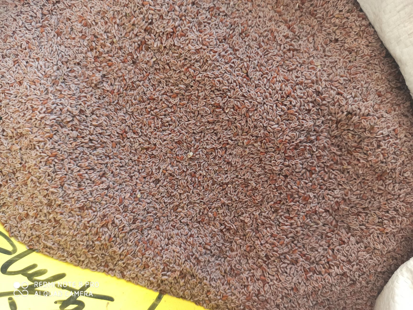 洋车前子 正品专营无硫 批发