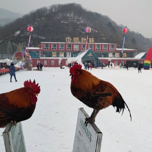 四平 山林小笨鸡