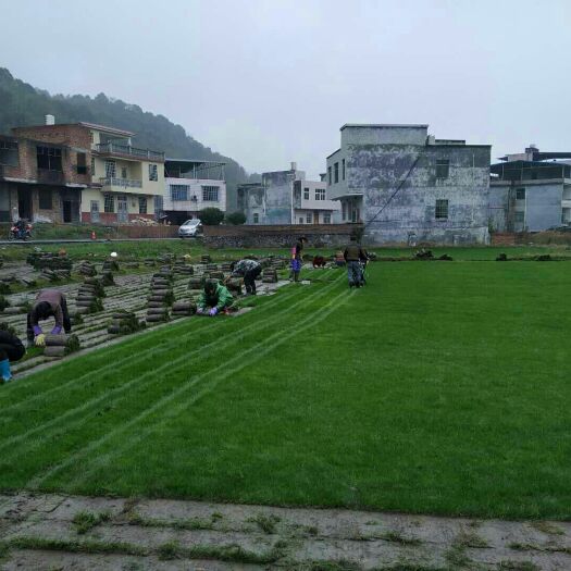 郴州 果岭草