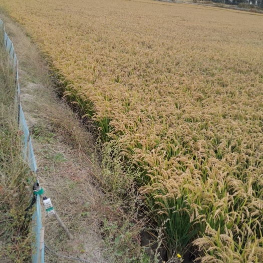盘山县 盘锦大米，自家盘锦大米，现磨现发