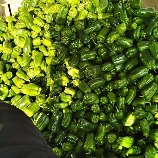 青州市圆椒 精品园椒